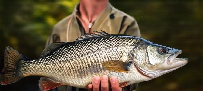 Is Largemouth Bass Healthy to Eat A Personal Exploration